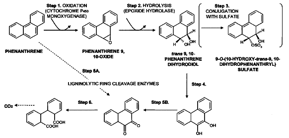 Polycyclic aromatic hydrocarbons (PAHs)