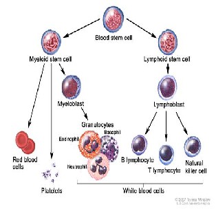 cells blood segmentation formation platelets role thrombocytes nuclei efficient technique automatic body immune system perform fragments important